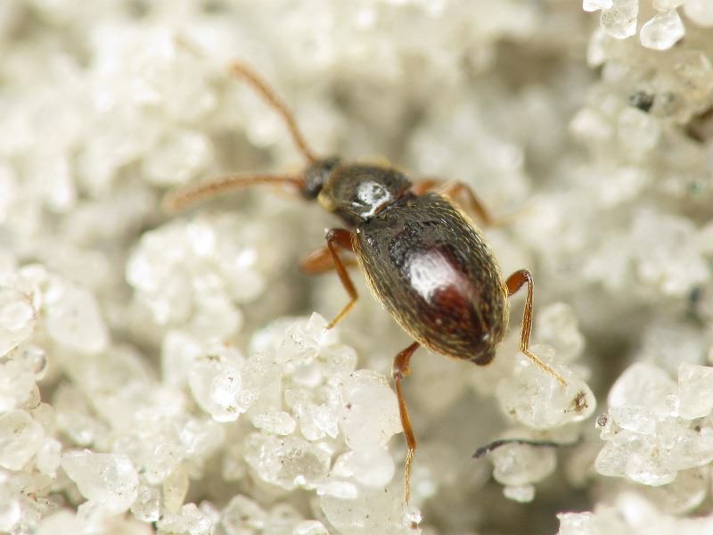 Nevraphes angulatus (Müller & Kunze, 1822)